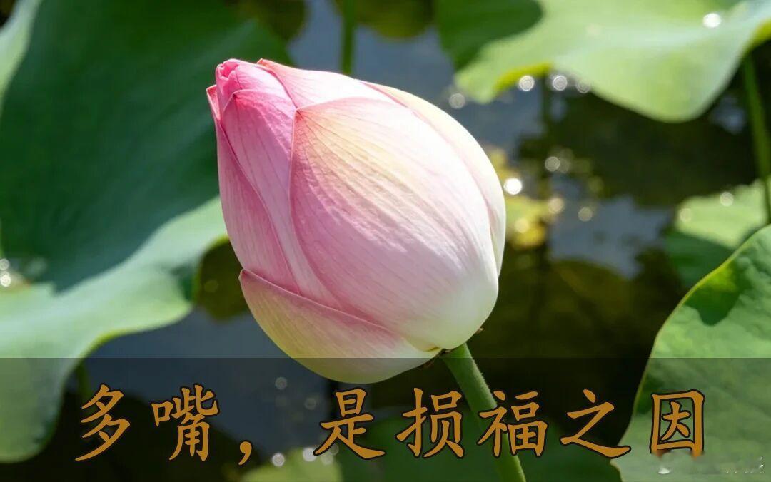 晚安[超话]晚安心语真正的高情商，从不是滔滔不绝，也不是口无遮拦，而是懂得适时沉