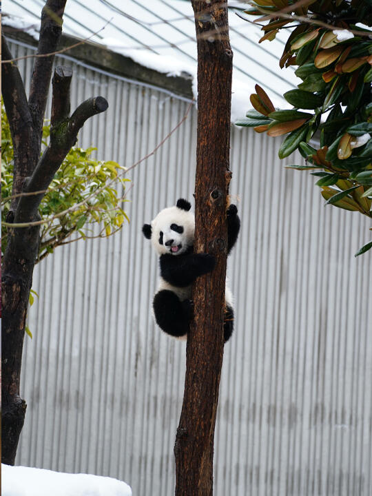 你见过大熊猫爬树嘛？🐼