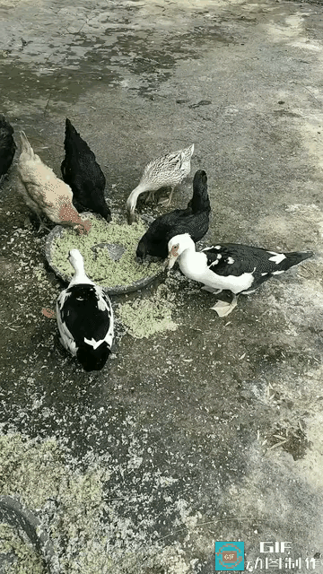 鸭子成精了！喂食时它不抢食，却干出这种事，监控拍下全过程，网友：太暖了！

你见