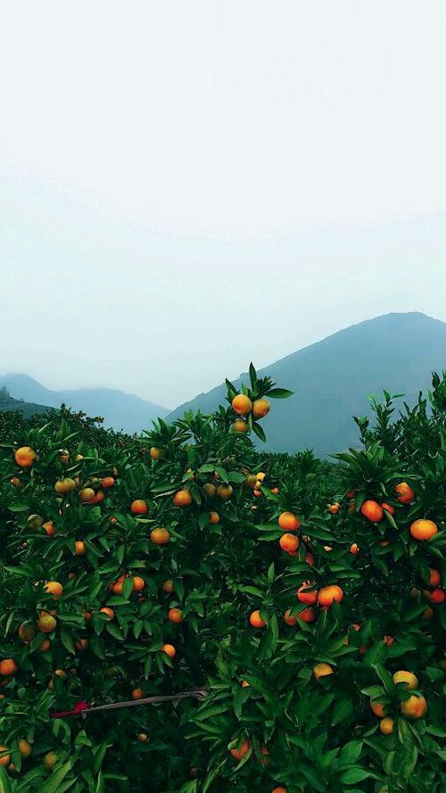 今天是二月九日，星期一，阴，我准备去桔园