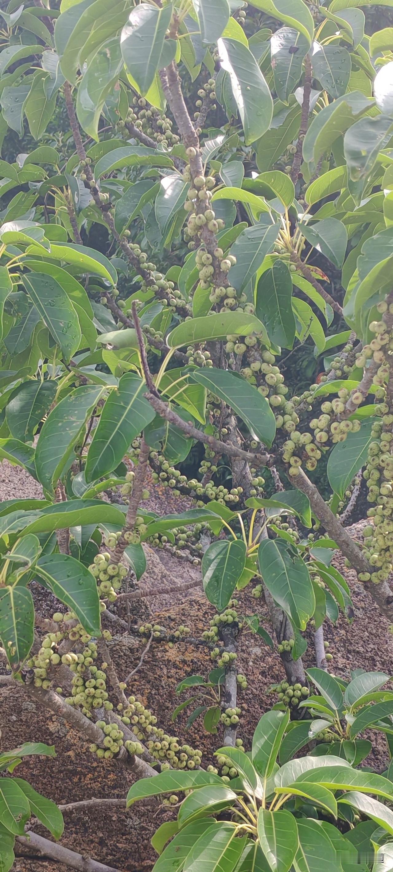 我妈说最近我家园子里的菜下来了，她根本吃不了多少。
豆角接的嘀了嘟喽的，黄瓜成了