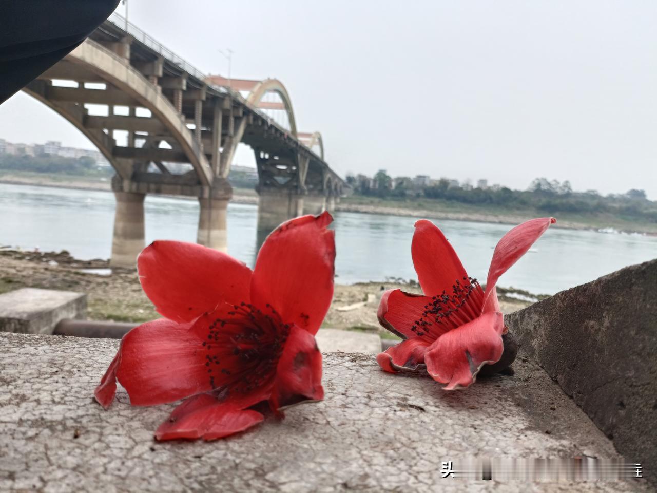 春分遇上龙抬头，
这也是巧合了