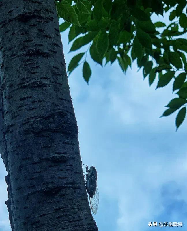 看到“蝉穿柳岸歌余夏”这句上联，刹那间便觉诗意盈满。蝉在柳岸间鸣唱，为夏日添了一