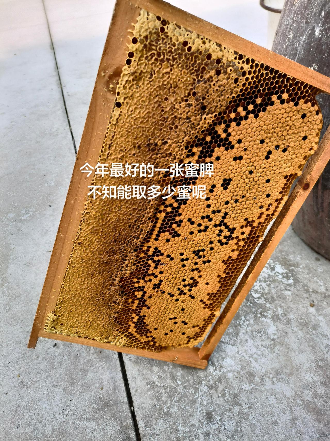 今年最好的一张蜜脾
不知能取多少蜜呢