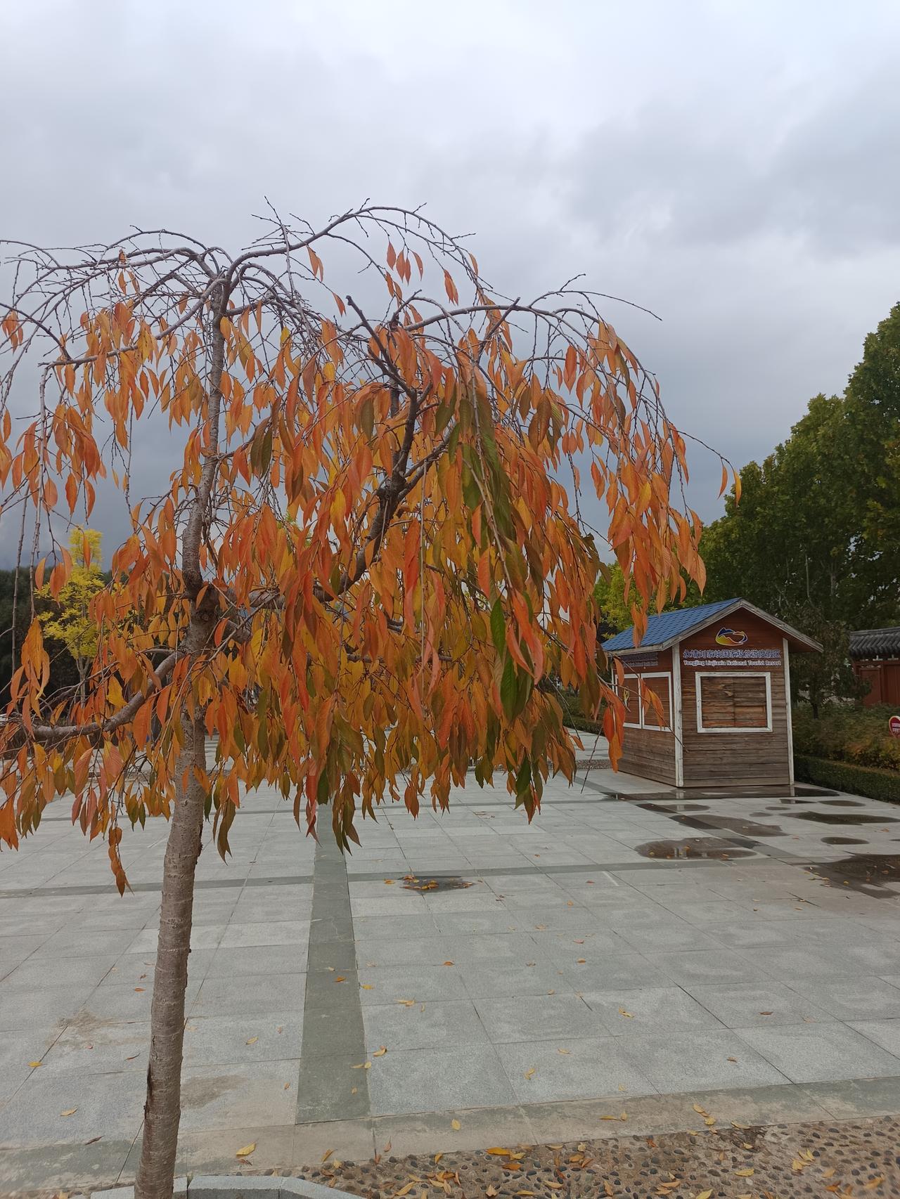 人  生
​树我都入秋
​已入黄昏后
​树绿有来年
​我则白了头