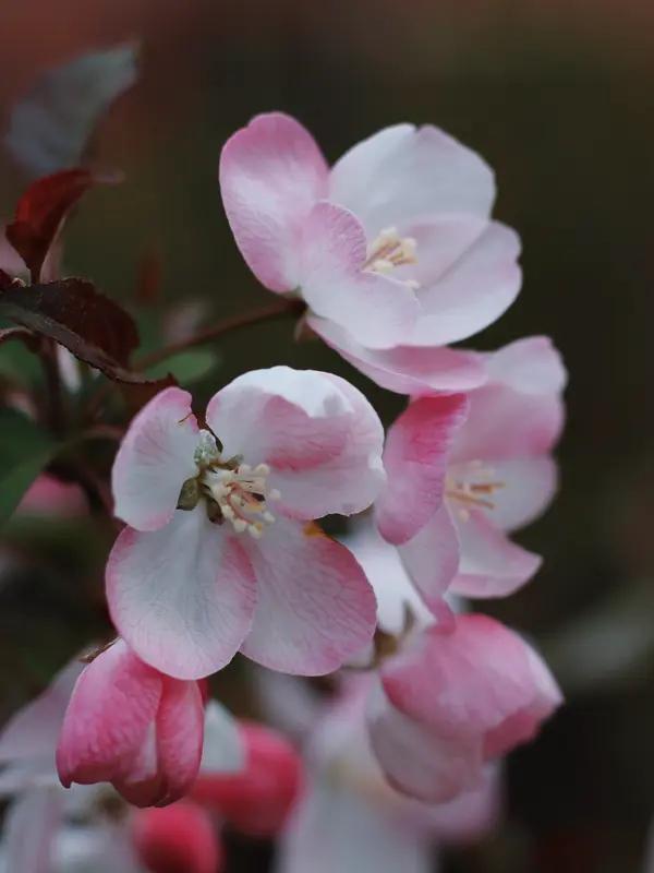 春至海棠，枝头真个诗意盎然。人间三月，百花竞艳，而我唯独钟情于海棠。它素有“花中