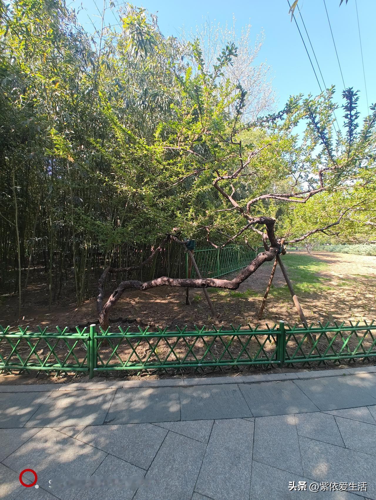 ：小院春光好。