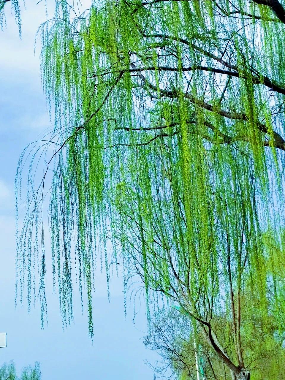 上联：
微风拂柳婷婷袅袅、晃晃悠悠、摇摇摆摆、闲闲适适、慢慢腾腾、懒懒散散，可知