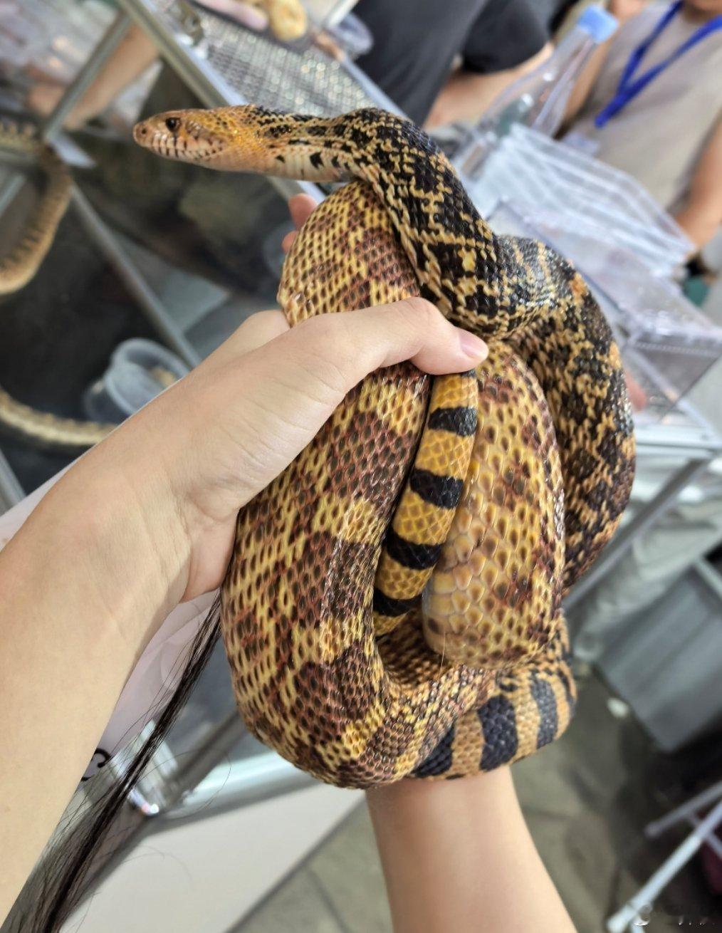 今天去逛宠物展，我说能不能给我摸一下蛇，老板大方地duang的就往我手上放了一坨