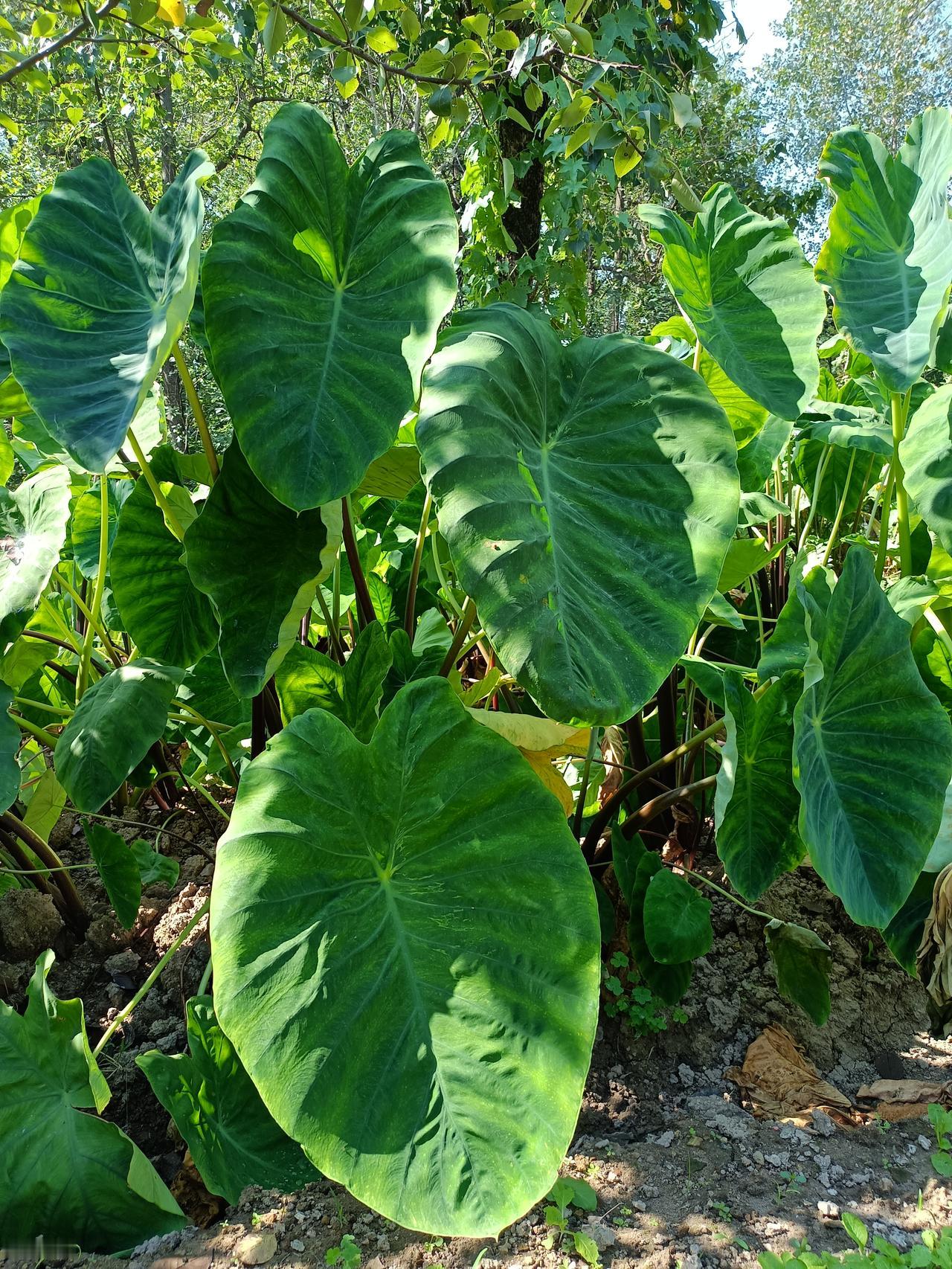 叶子非常大，心形的叶子，就像一把芭蕉扇，有谁知道这是什么吗？