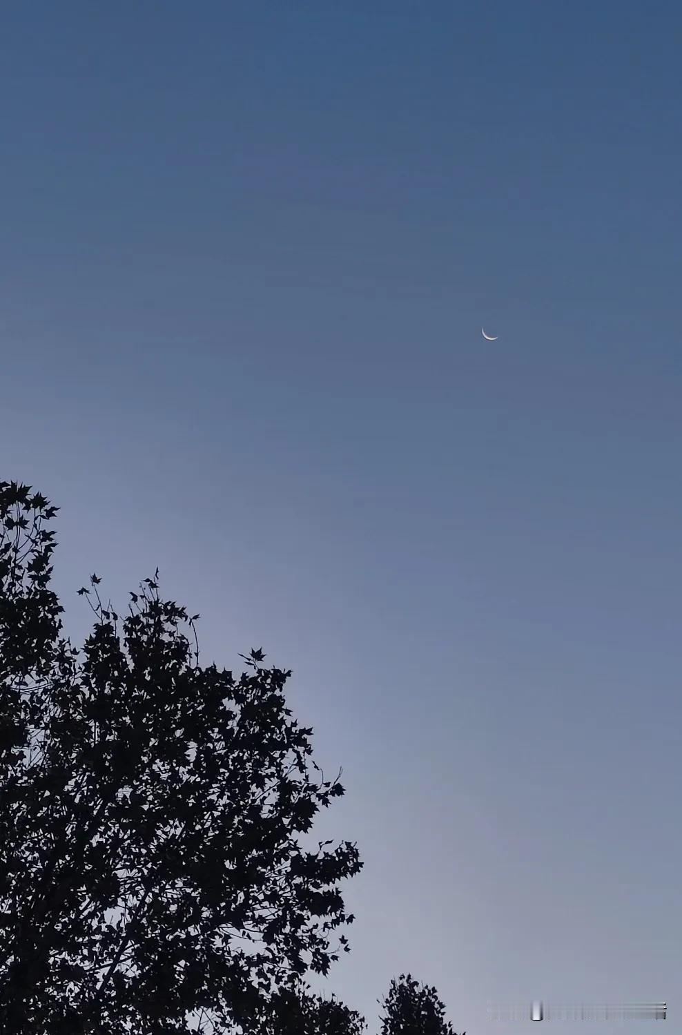 清晨的光是神，它只是轻柔注目，万物便还以明丽生动。
抬头望东方那弯瘦的眉月，白夜