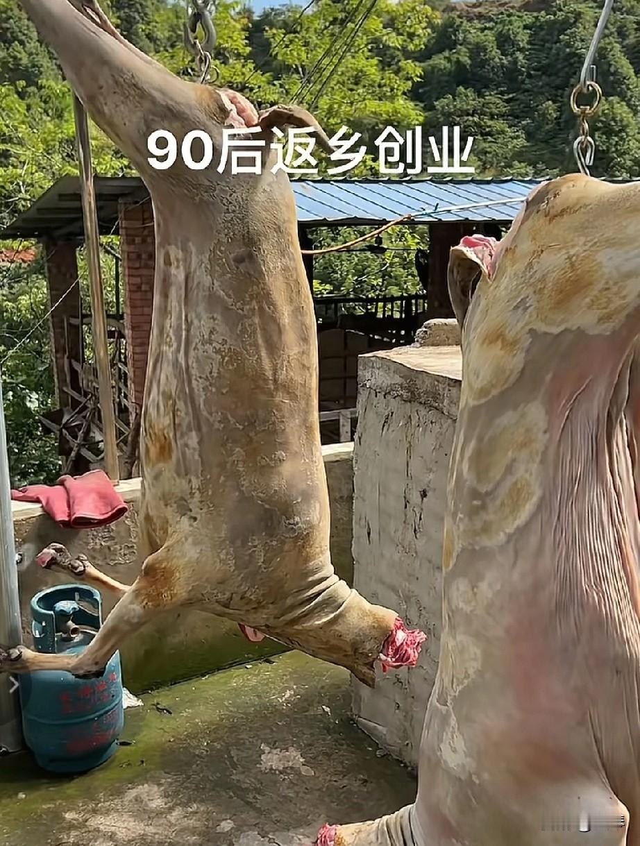 宜宾90后养羊遇“采购诈骗”，差点被骗。
 


“每天订两只羊，长期合作”——