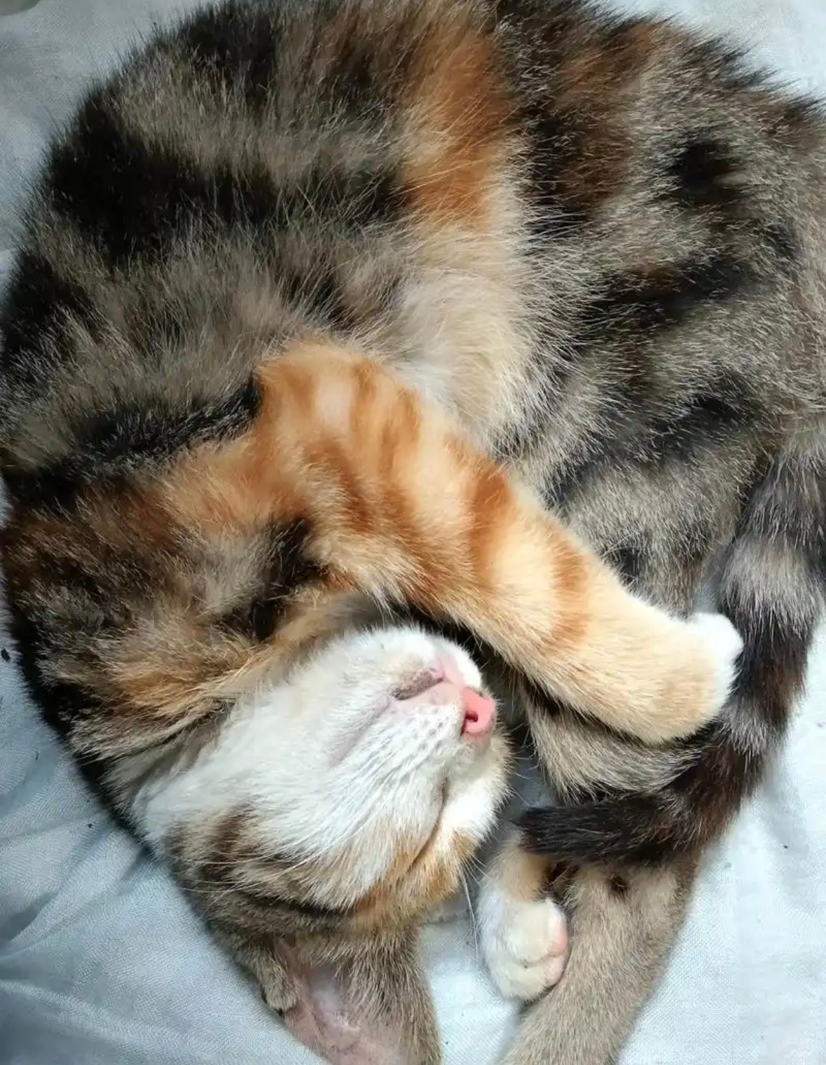 晚安咯💤天佑流殇