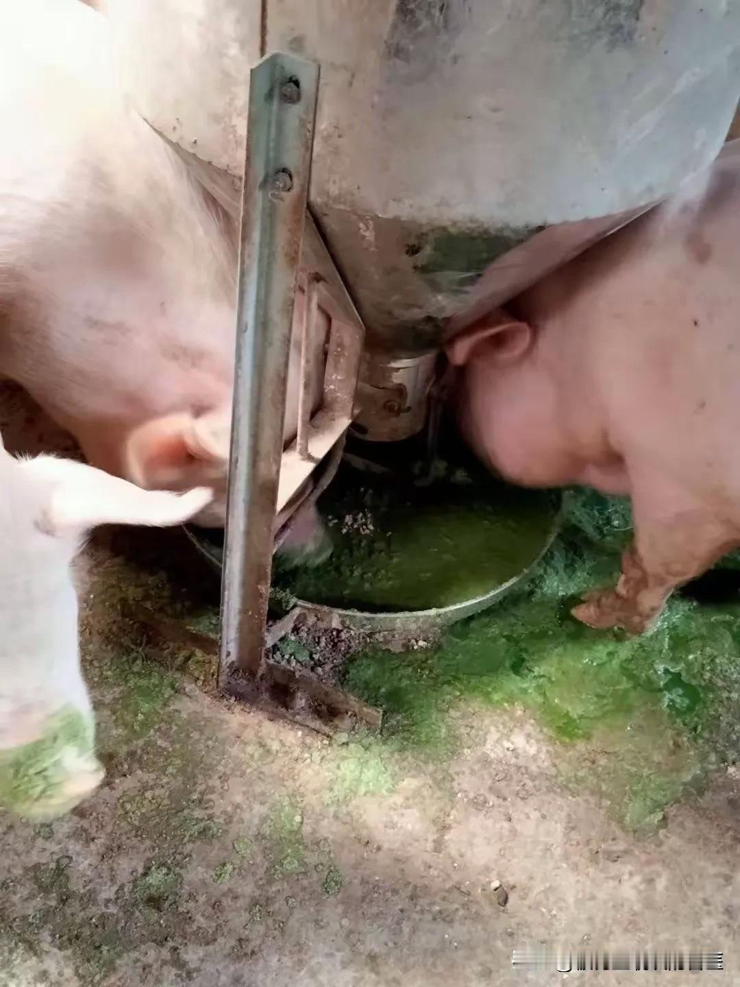 在养猪行业，成本控制和效益提升是关键。如今，中小型散养户青睐用发酵牧草喂猪，以草