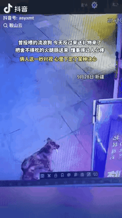 “万物皆有灵”这话，在新疆那只流浪狗身上真不是空谈！它跑到曾投喂过自己的男子面前