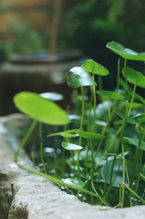 作家冯唐说：“人这辈子最没必要的就是瞎焦虑，生活本就是逢山开路、遇水搭桥。遇事别