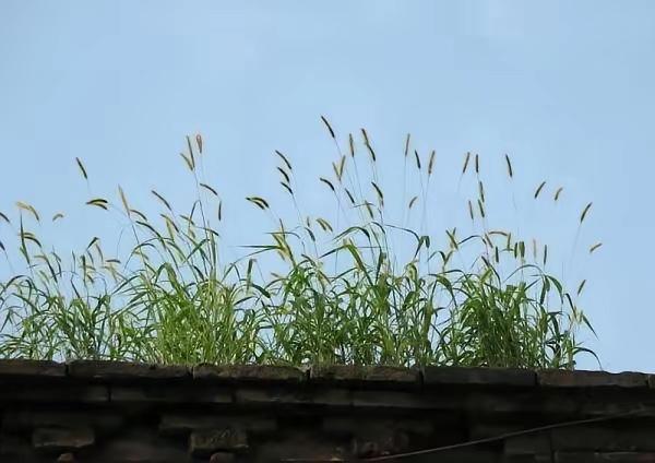 平平仄）墙头草，
仄仄平）孽海花。
横批：《草与花》