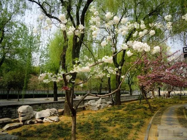 向湖边

作者：张拭

万里烟堤，百花风榭，游女翩翩羽盖。彩挂秋千，向花梢娇对。