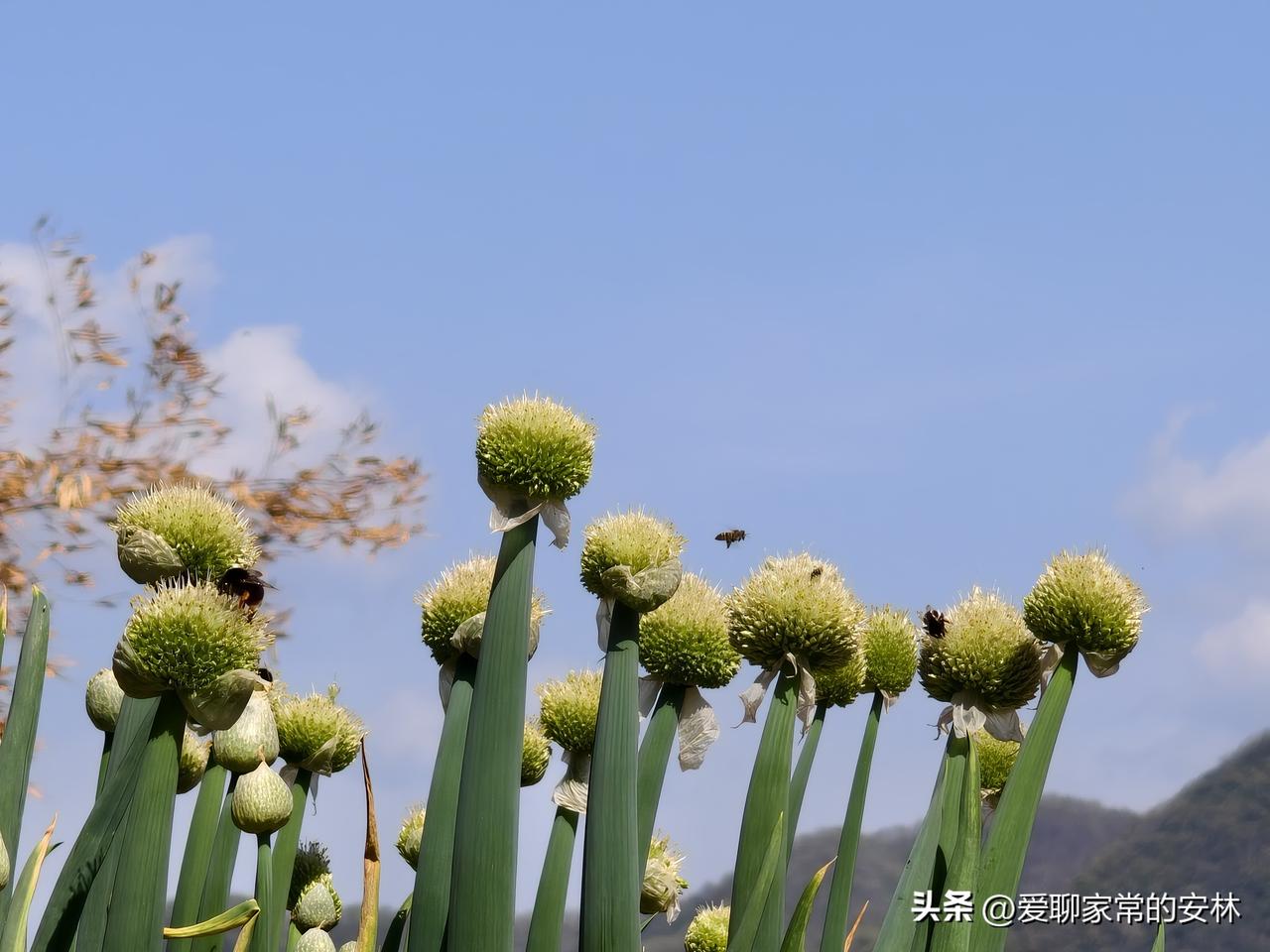 阳光下，蓝天白云下，鲜花盛开春正浓，让人赏心悦目，心旷神怡。可是，你见过这种花吗