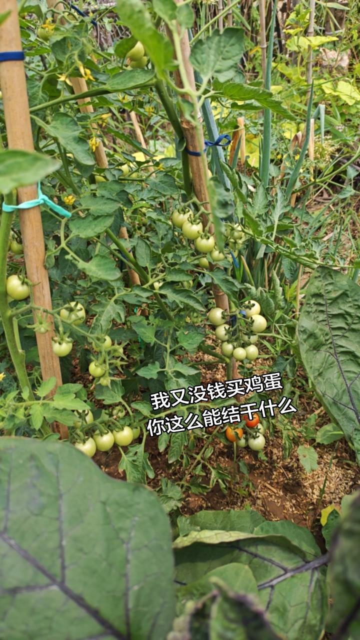 我又没钱买鸡蛋，你还那么能结