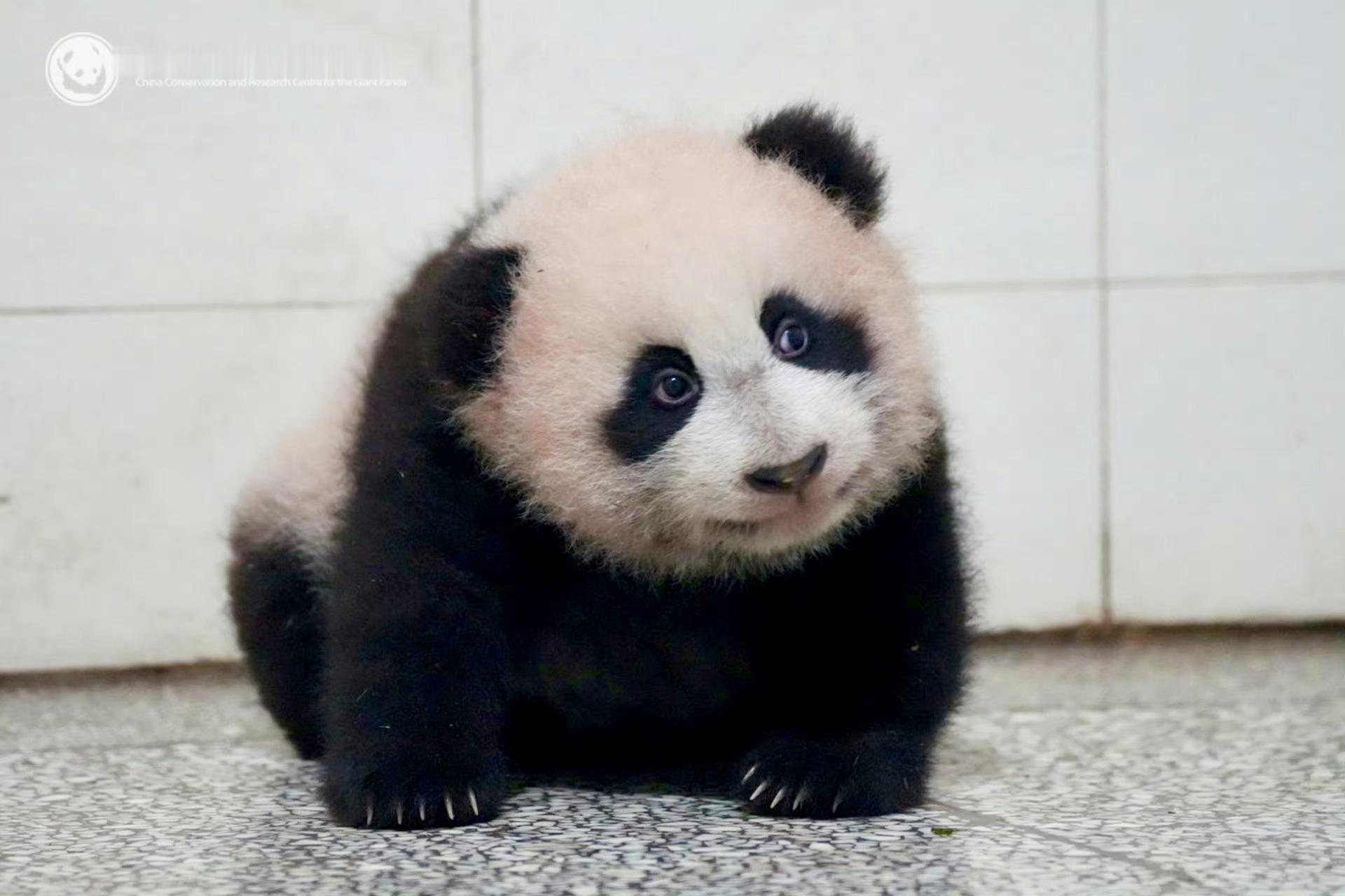 我什么都不知道，我只是一只可爱的小团子罢了～[奶牛猫][奶牛猫][奶牛猫] 熊猫