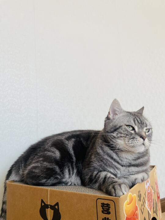 猫咪老了，我这里就是它的疗养院