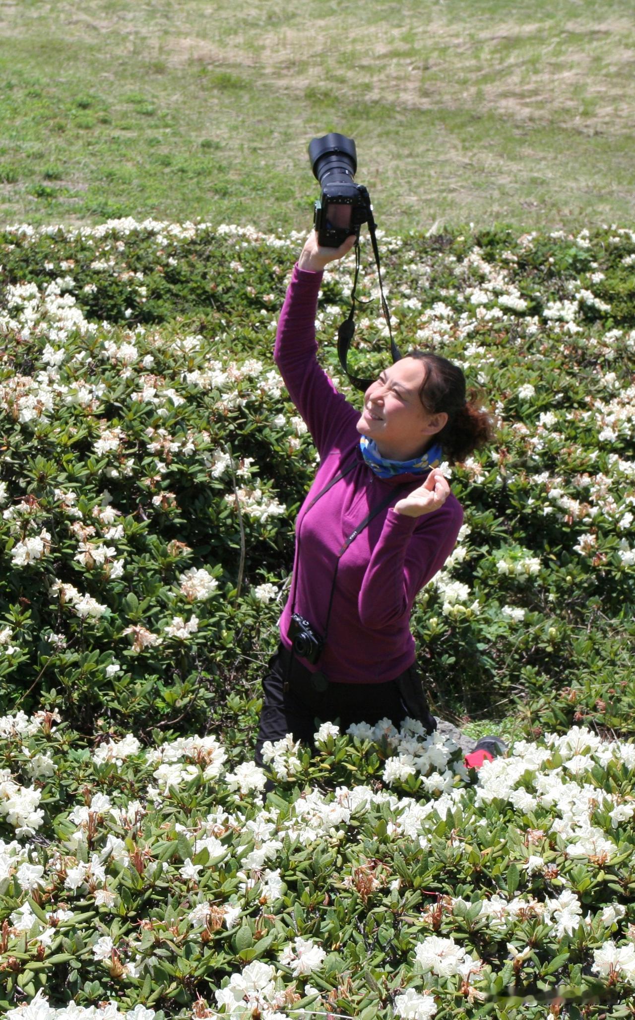 晒出你的本地生活长白山天池边开满了高山杜鹃。
