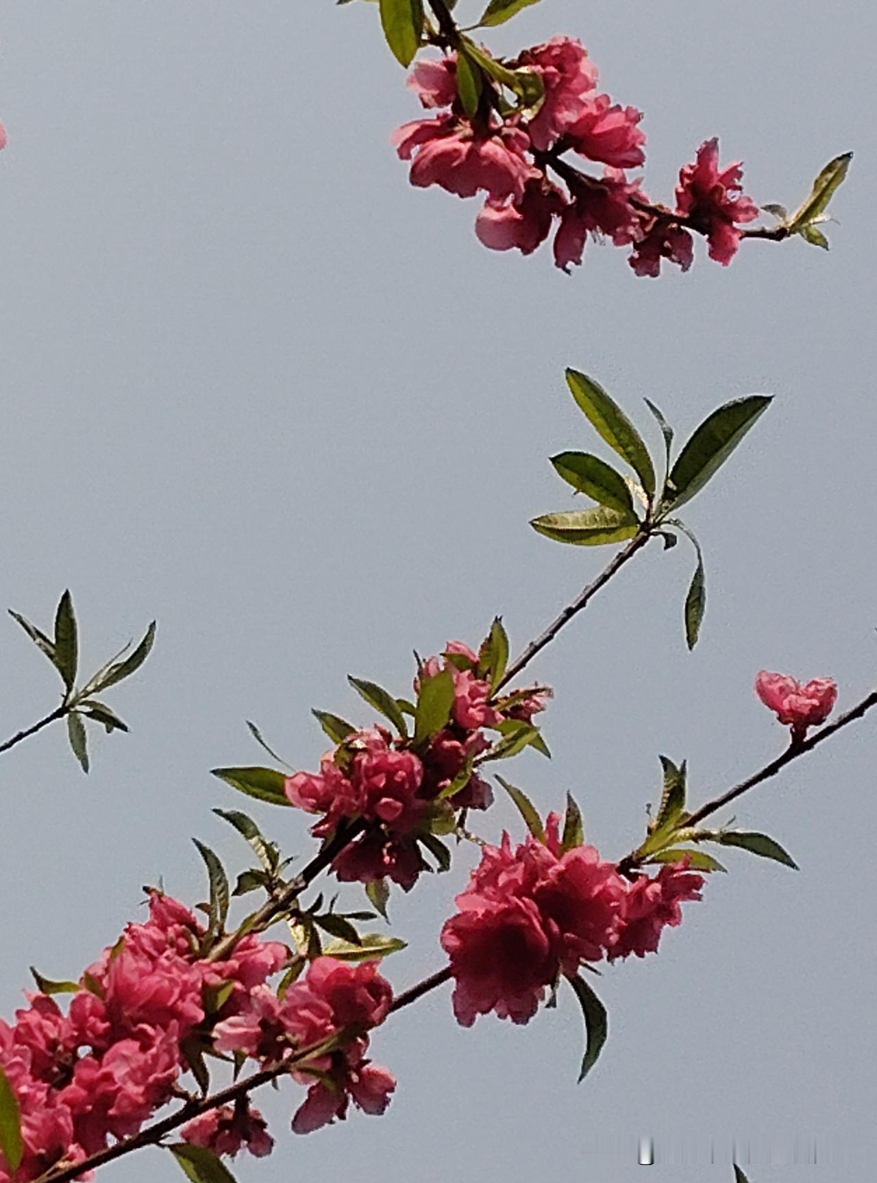 看来在头条看文字的比看视频的多一些。前几天我在抖音发了个视频同步到了头条，在头条