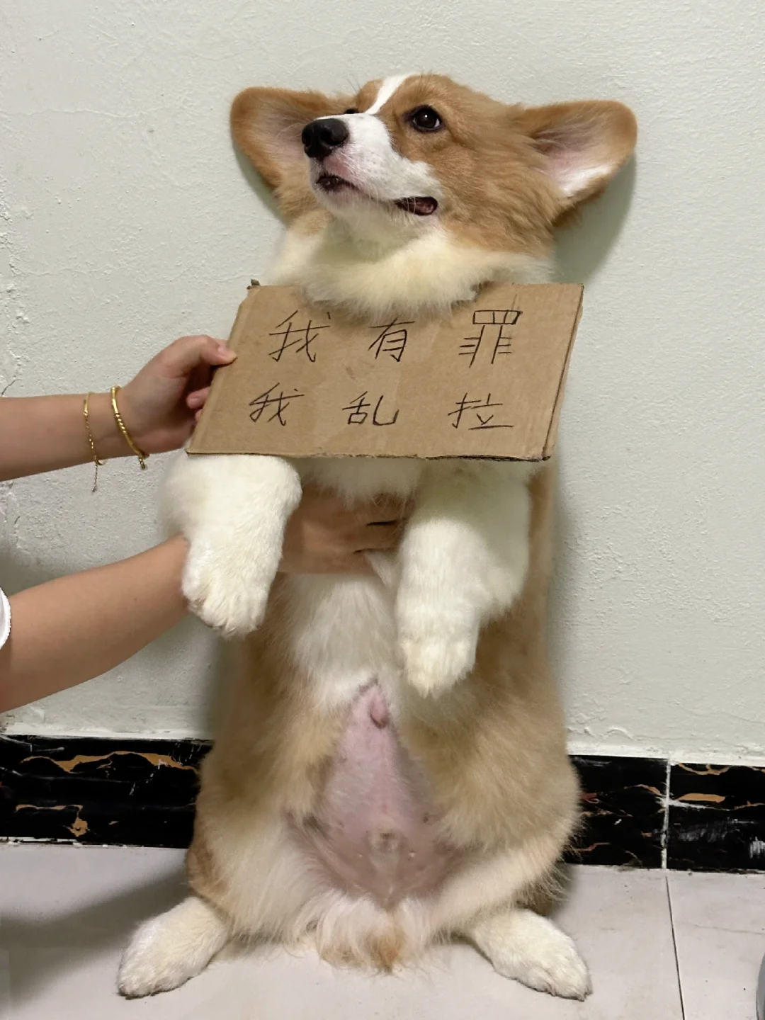我有罪，我乱拉