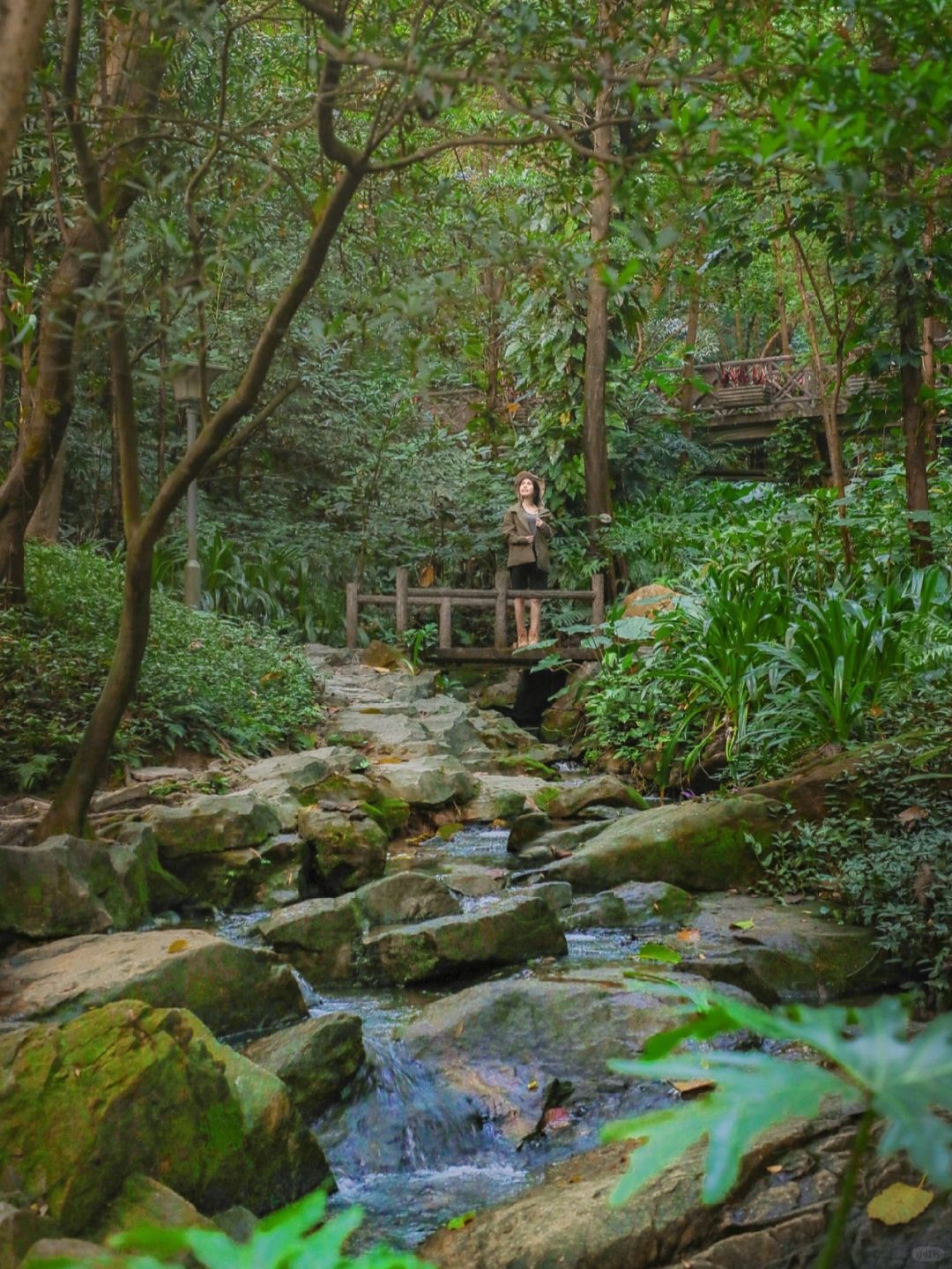 广州市区徒步溯溪好去处🌿一秒穿越热带雨林