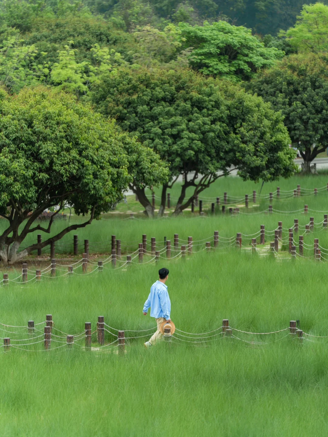 深圳最治愈的宫崎骏草海，太出片啦‼️