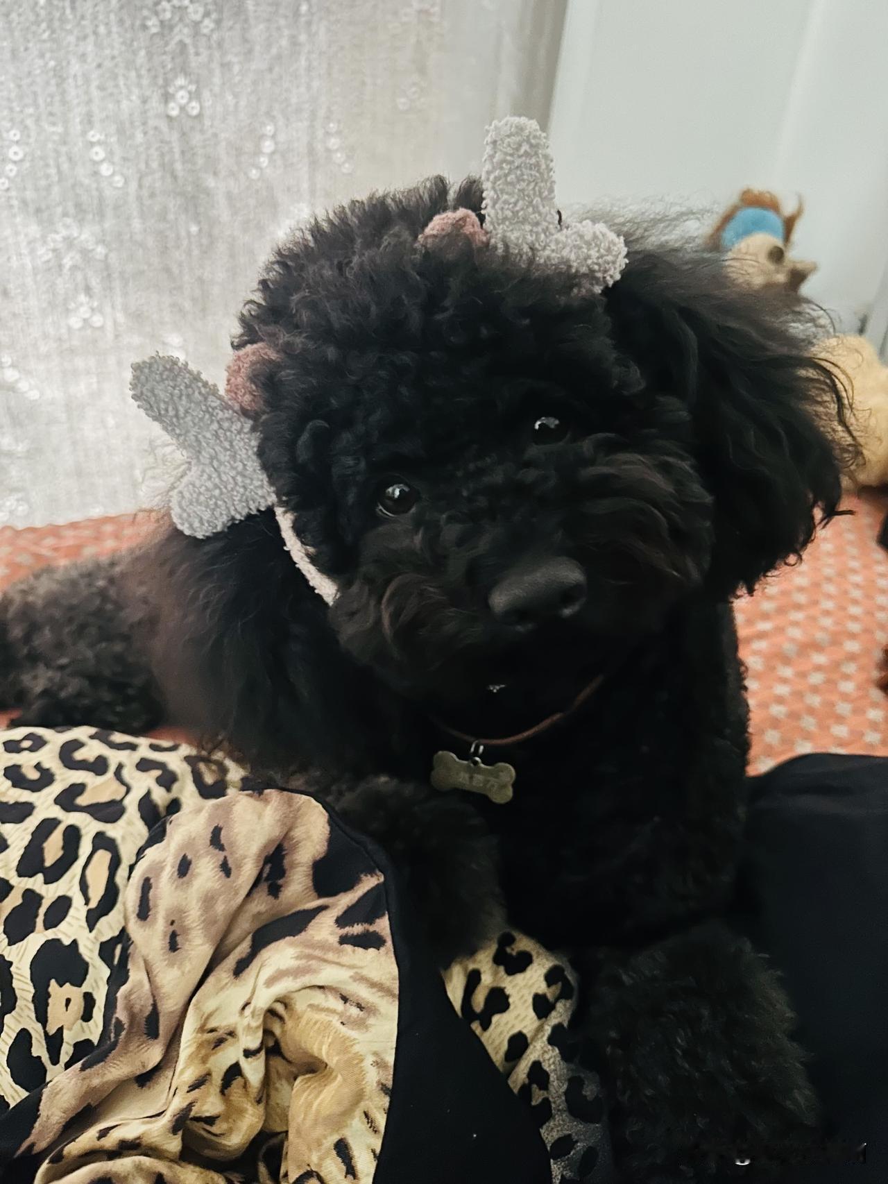 喂，醒醒，跟姨姨们打个招呼说：“早上好啊。”
刚被我嗷一嗓子把百万从睡梦中惊醒。