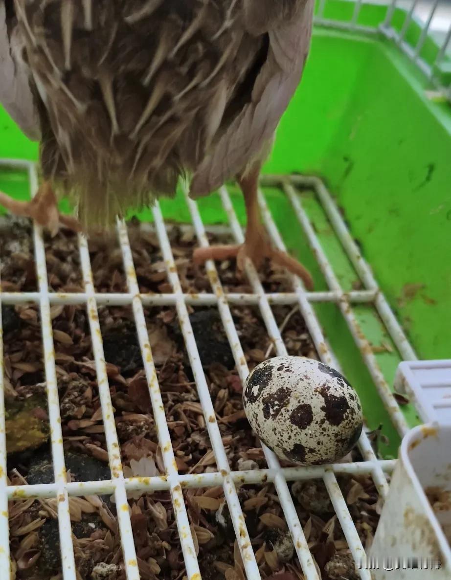 今年春天最想实现的心愿大吉大利！