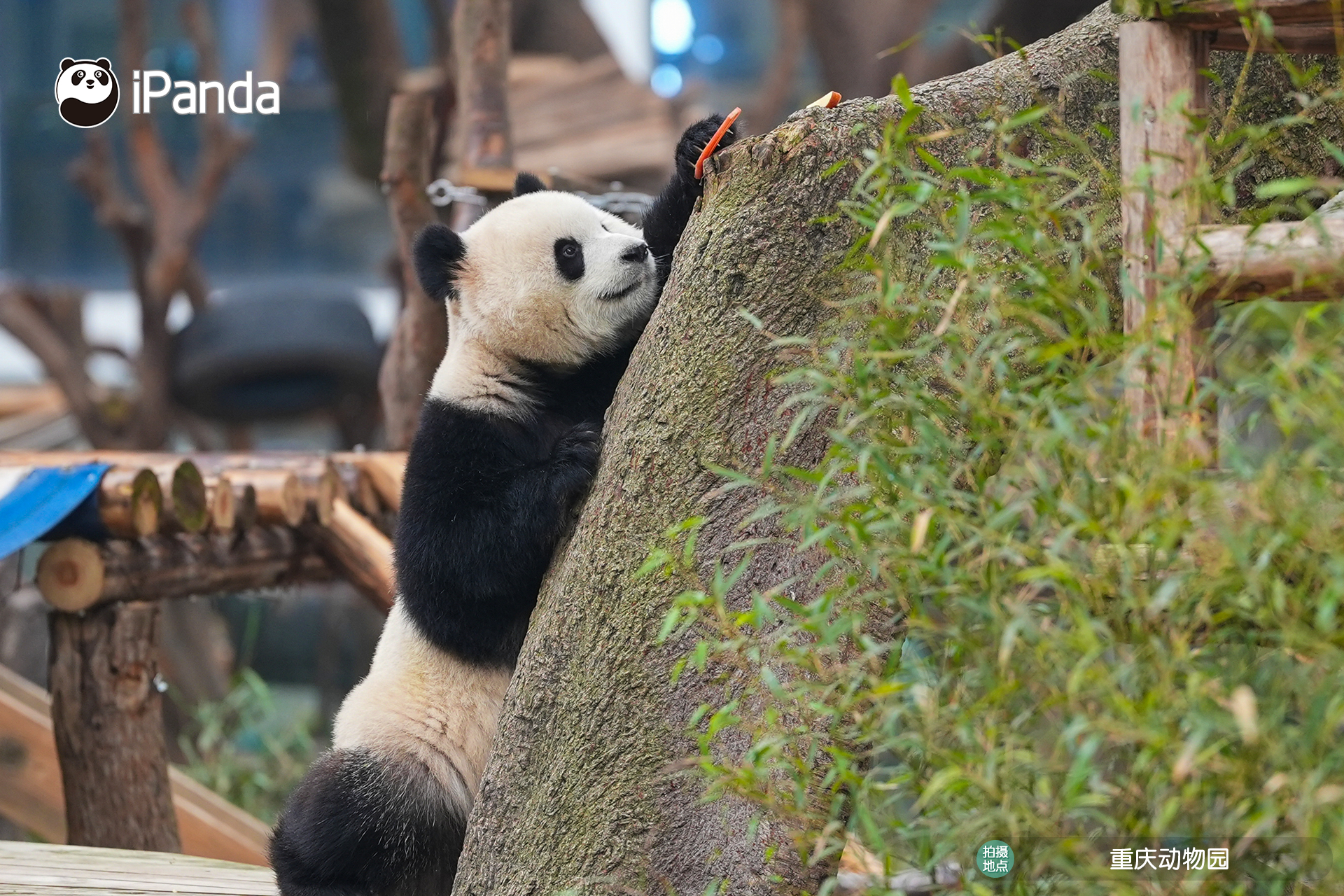 【大熊猫的治愈从早安开始🌟】🐼发言熊：“渝爱”名熊名言：你以为飞走的是美味苹