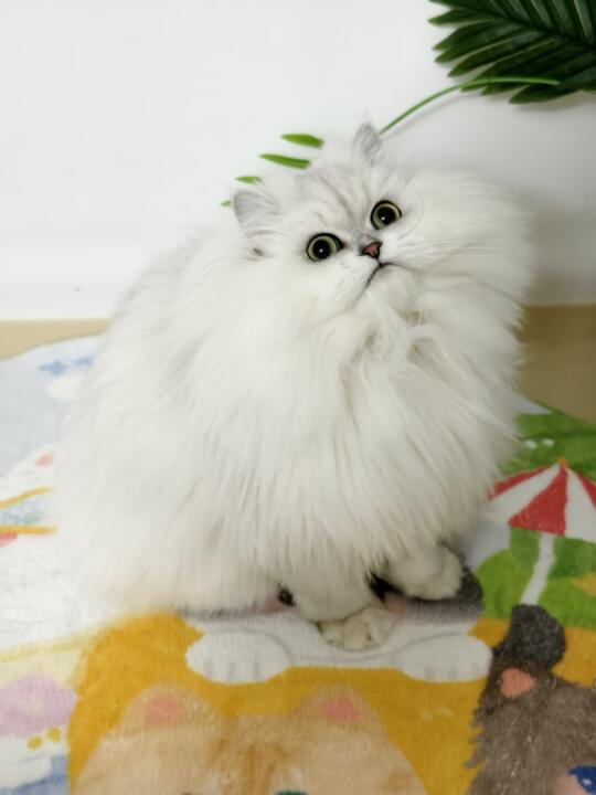 漂漂亮亮的小猫咪