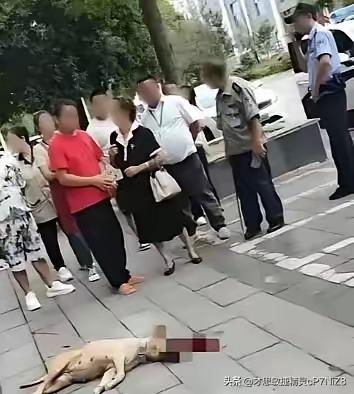 这下真的闹大了，大妈遛狗不牵绳把路人咬伤，态度还蛮不讲理，直接把矛盾推到无法收拾