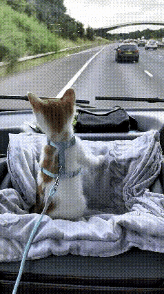 全网炸锅！这只猫咪坐车的表现，竟让主人直呼“遇到假猫”
 
主人晒出猫咪第一次坐