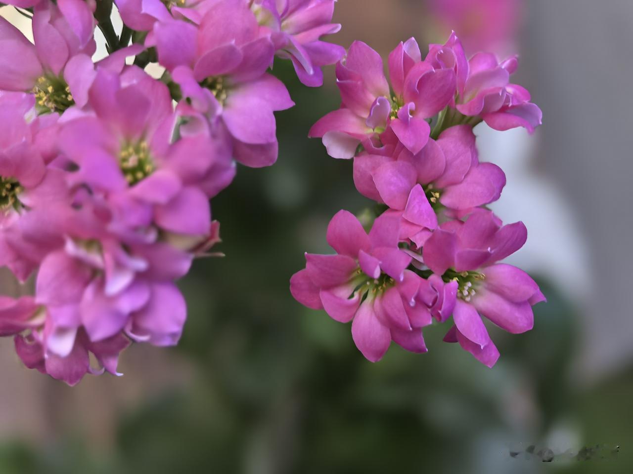 梦想花期能延续到春节