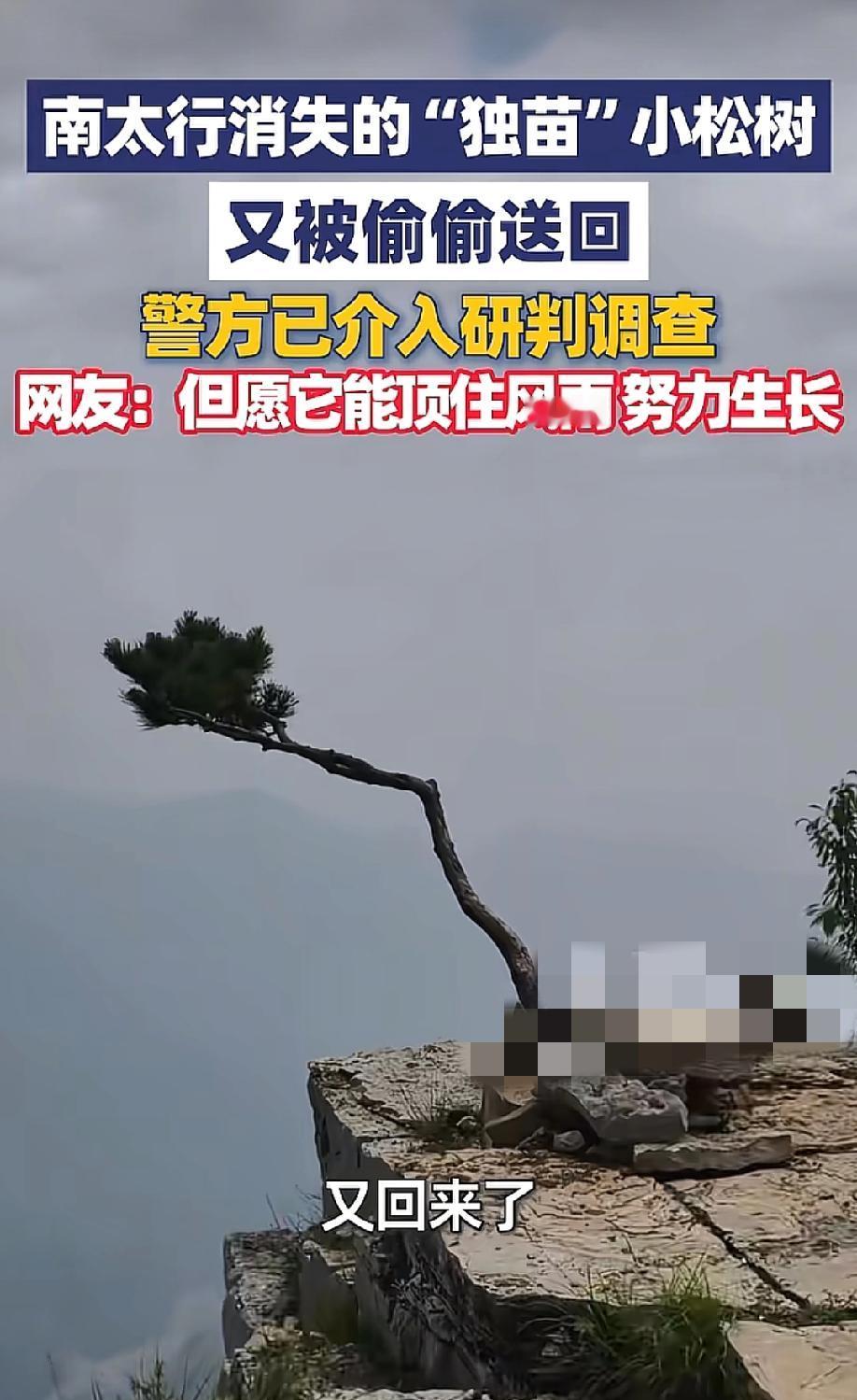 回来了，但根已经断了。5月20日，极目新闻等报道，河南新乡辉县南太行红旗尖观景台