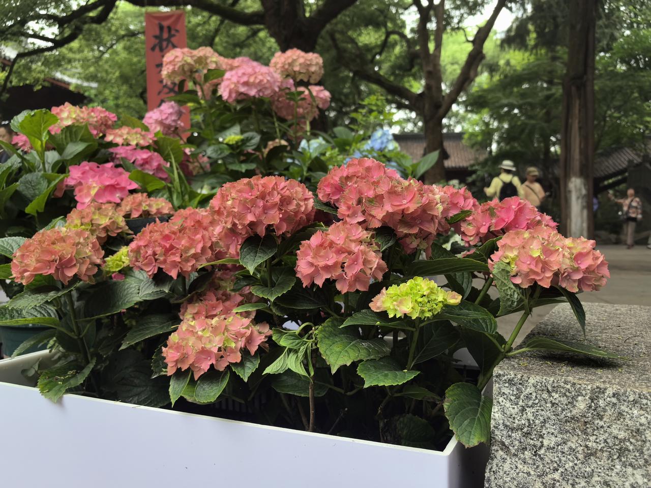 一团绣球