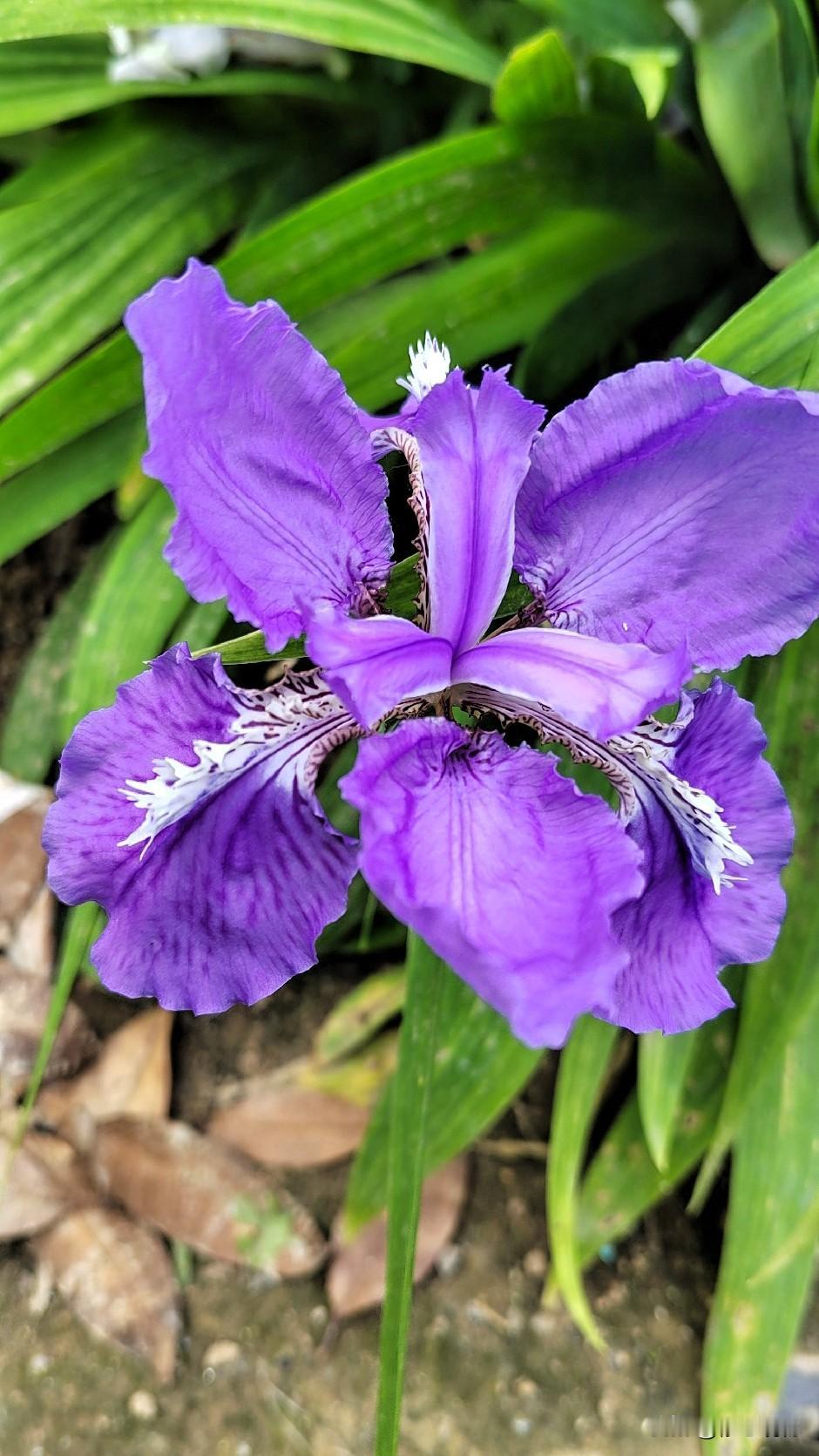 七绝.咏鸢尾
紫翼临风展翠丛，
轻绡露湿透霞红。
何须借势争春早，
自抱清芬舞蝶