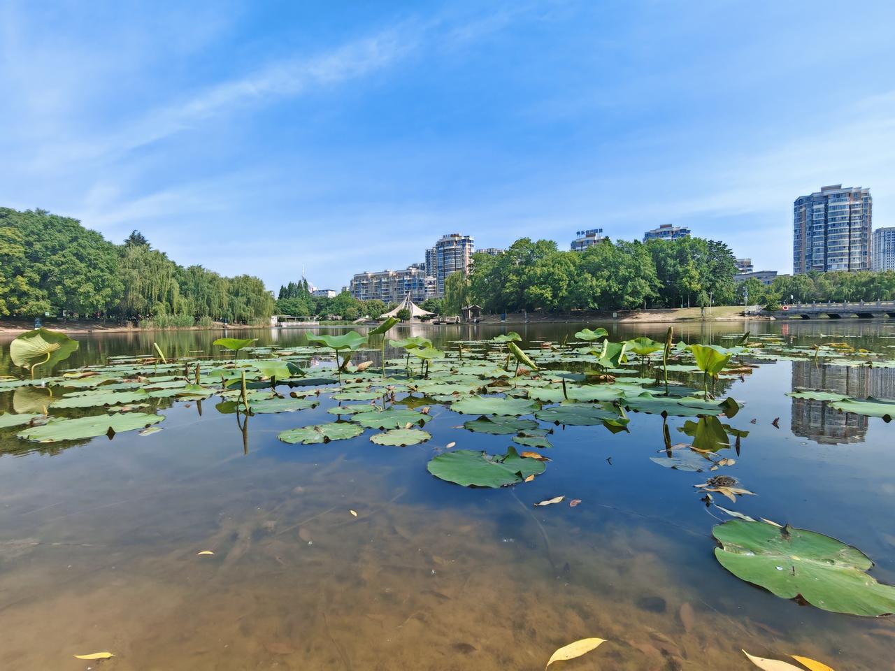 夏天的阜阳文峰塔下，那股味道愈发浓烈。这塔建于清康熙三十五年，由知州陈九陛主持，
