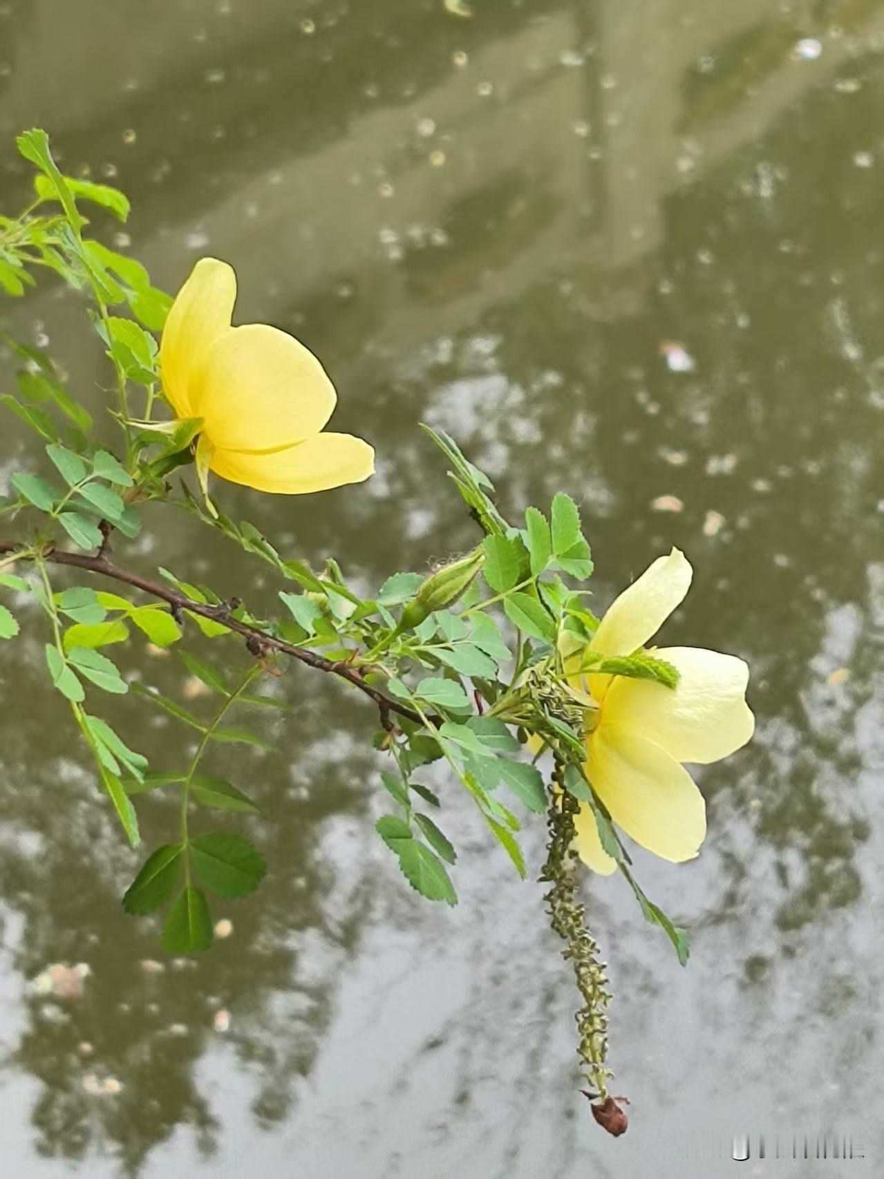 黄刺玫，春季最常见的一种花，颜色淡黄靓丽，花开娇美热烈。
这是在人民公园里拍的，