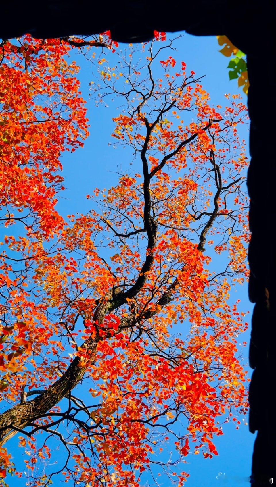 来自扬州的东方写意🍂 ​​​