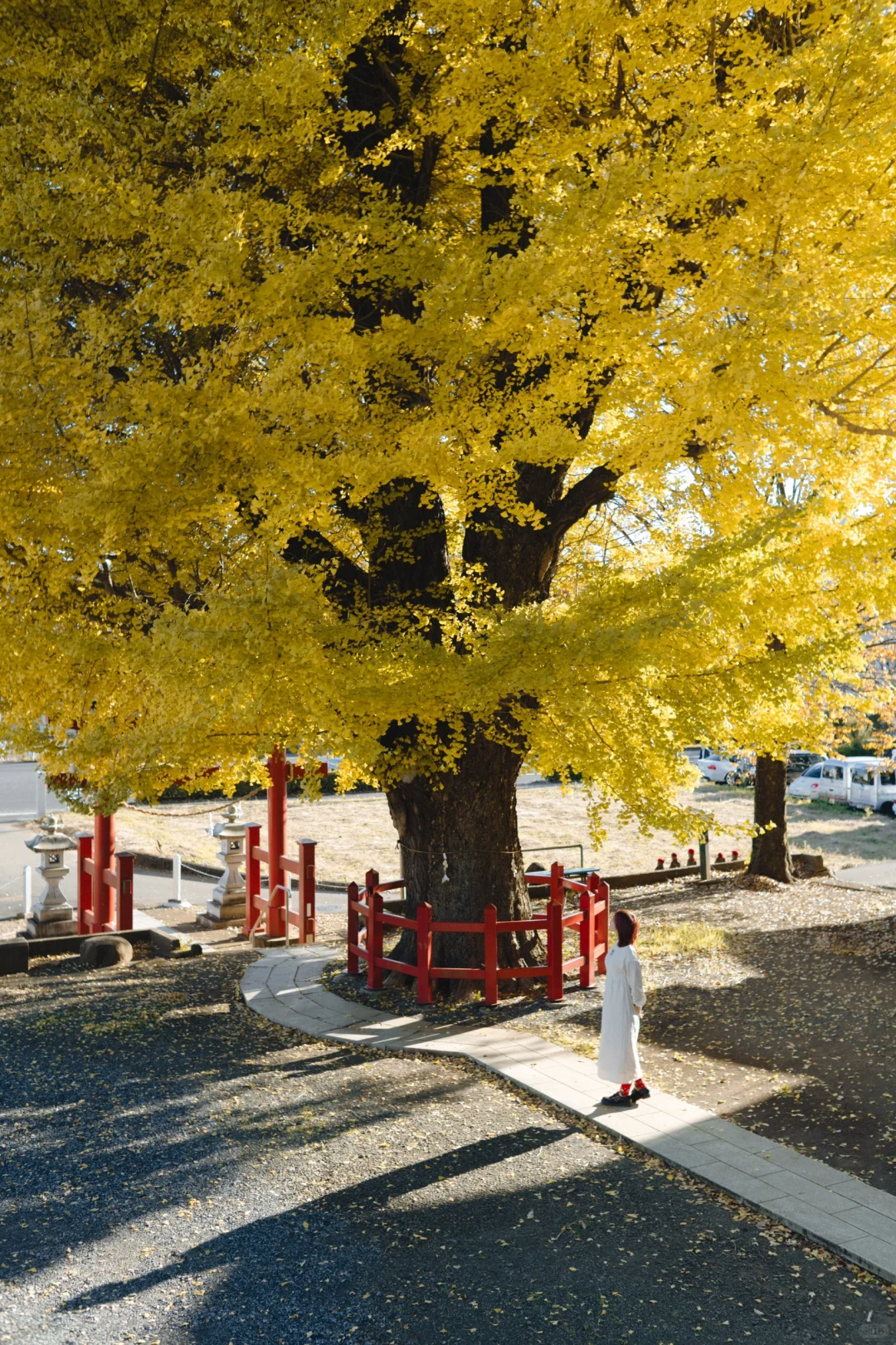 不用去京都，东京有自己的大银杏树