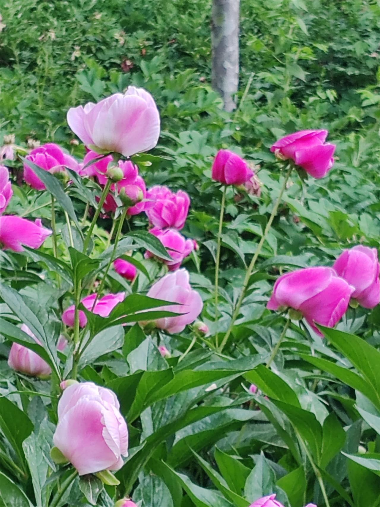 下联：风过花径起香尘，求上联雾散红紫凝雨露