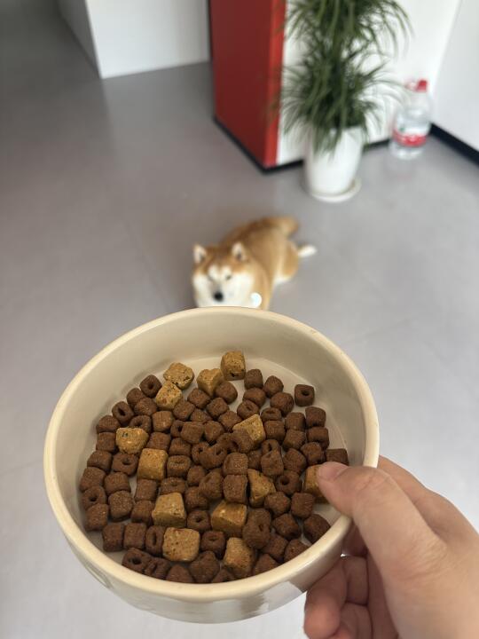 挑食狗也能吃了