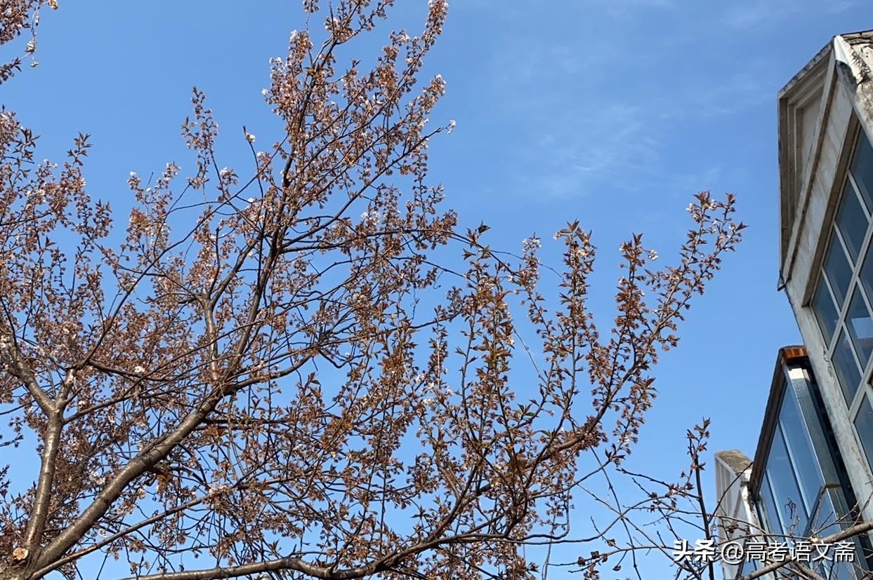 晒图笔记大赛春日暖阳下，树枝上绽放的新芽，生机勃勃。