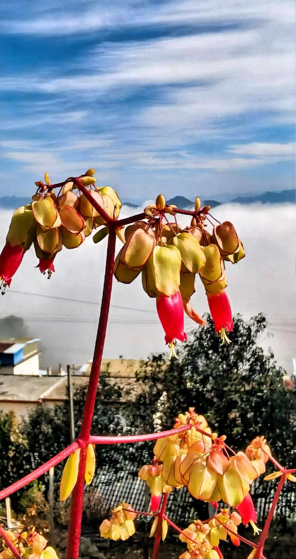 红叶满山秋意浓，云海茫茫似仙境。漫步在这红叶漫山的山间小径，脚下的落叶发出沙沙的