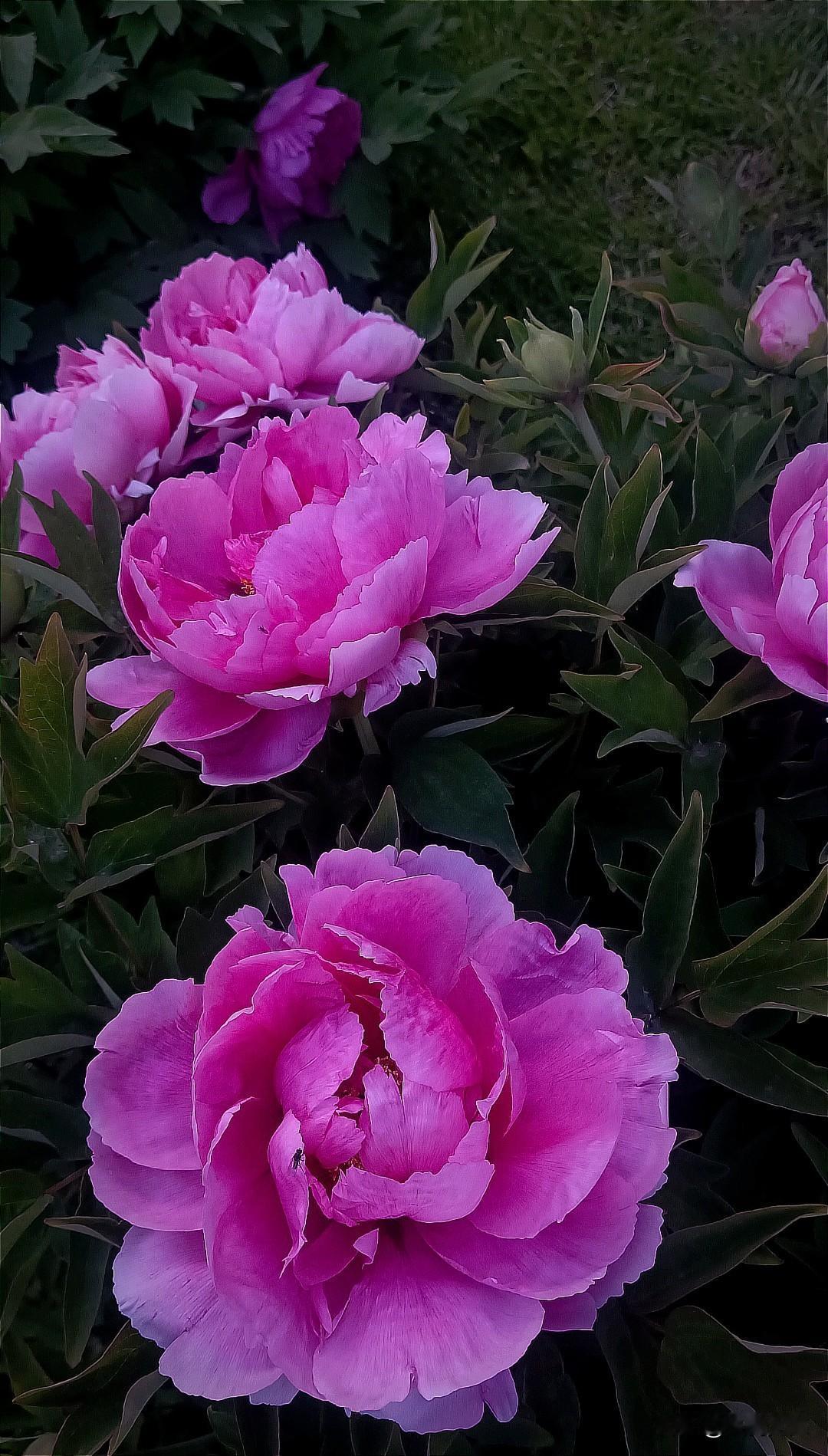 “哨”确实是吉林的老方言，我不知道是不是这个字，音是对的。
在吉林方言中，这个“